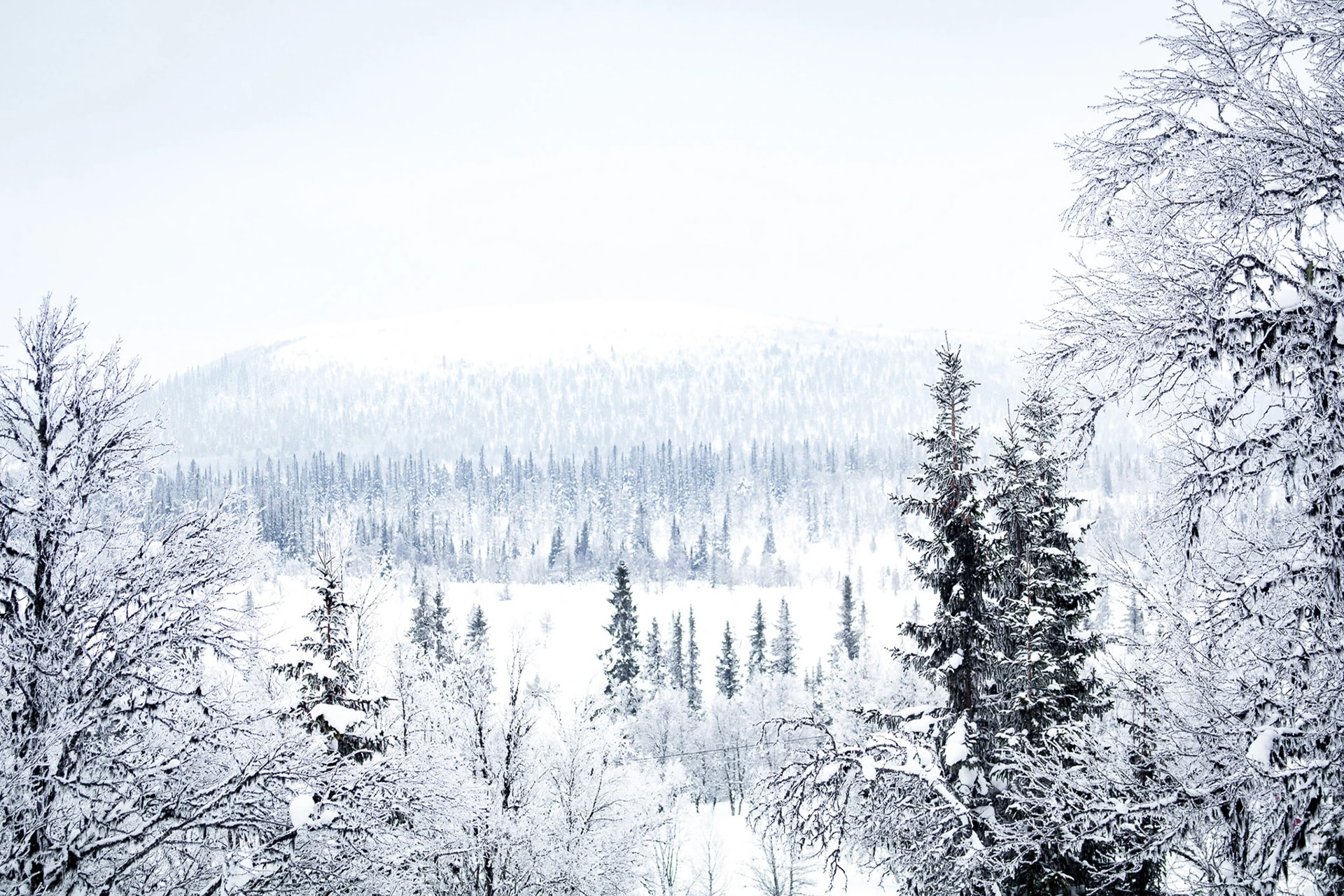Arctic View