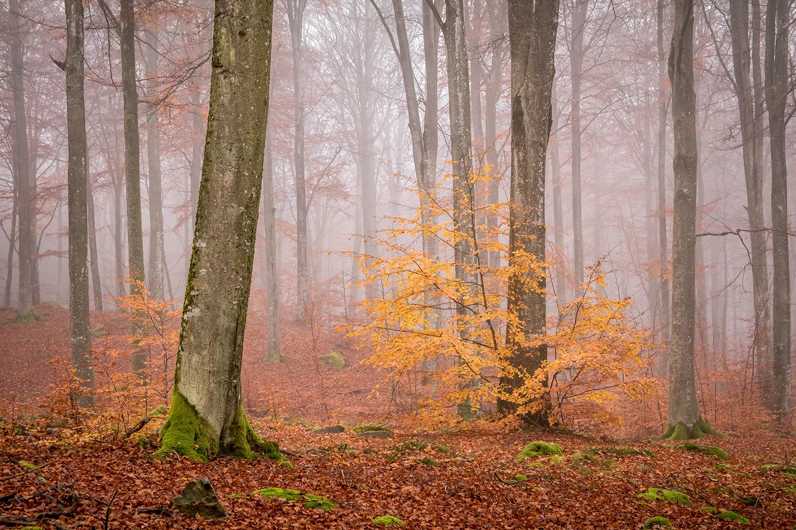 Misty Glow