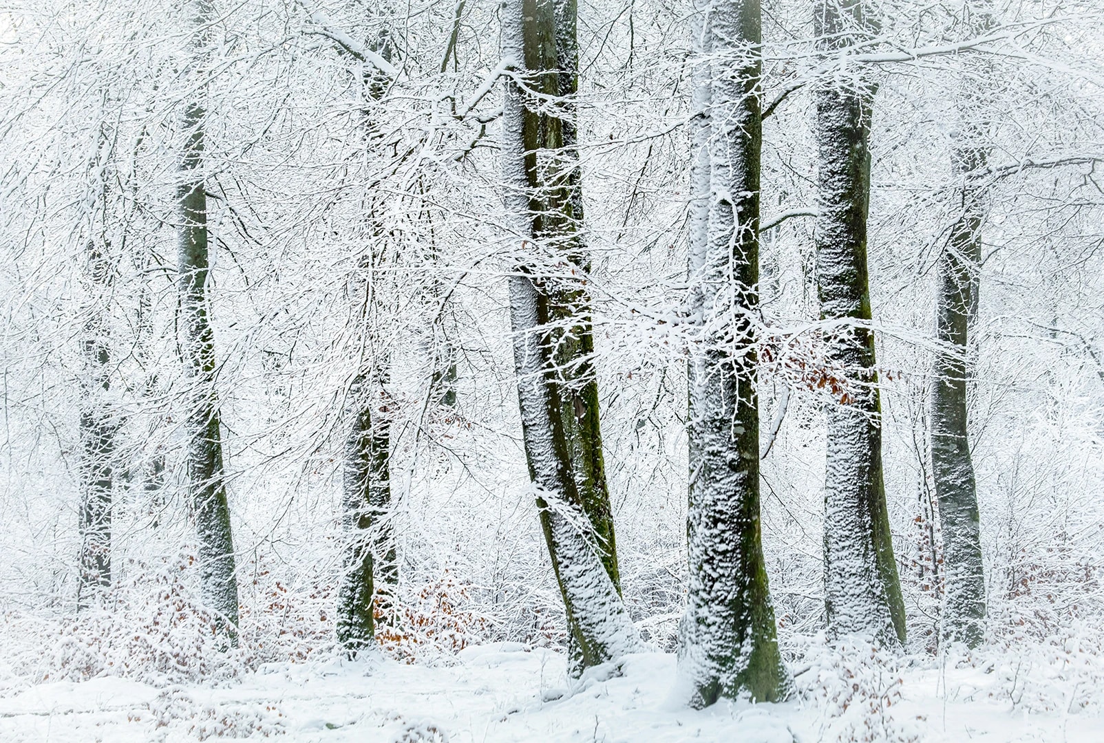 Winter Trees