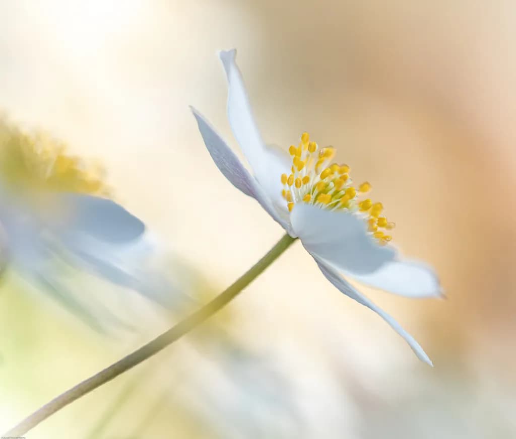 Towards the Light
