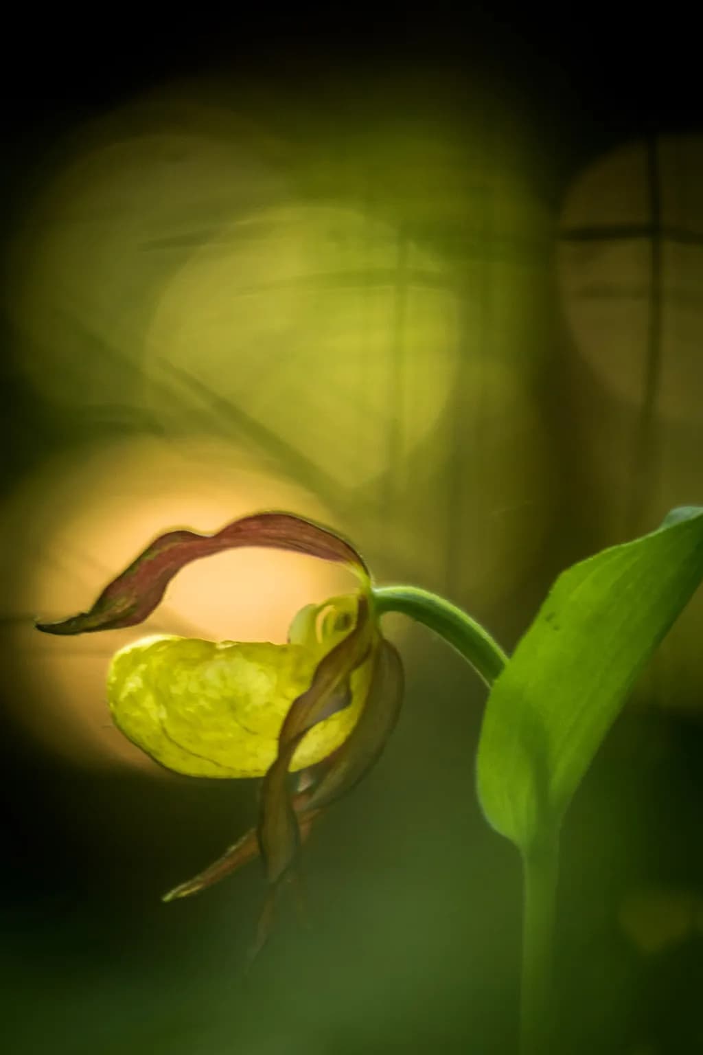 Exotic Beauty