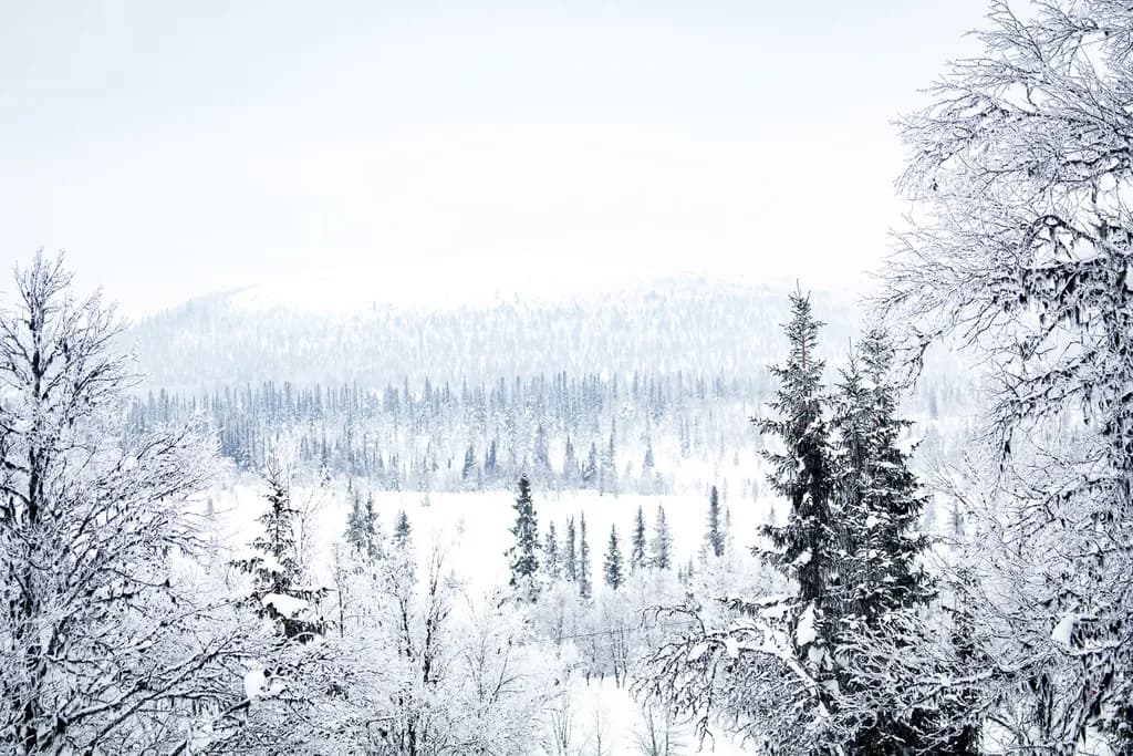 Arctic View