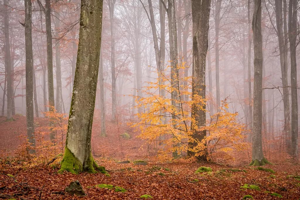 Misty Glow