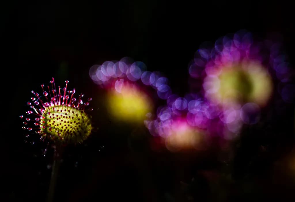 Jewels in Darkness