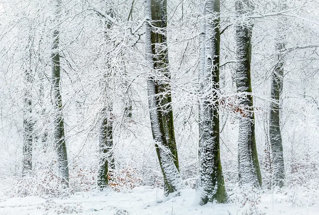 Winter Trees