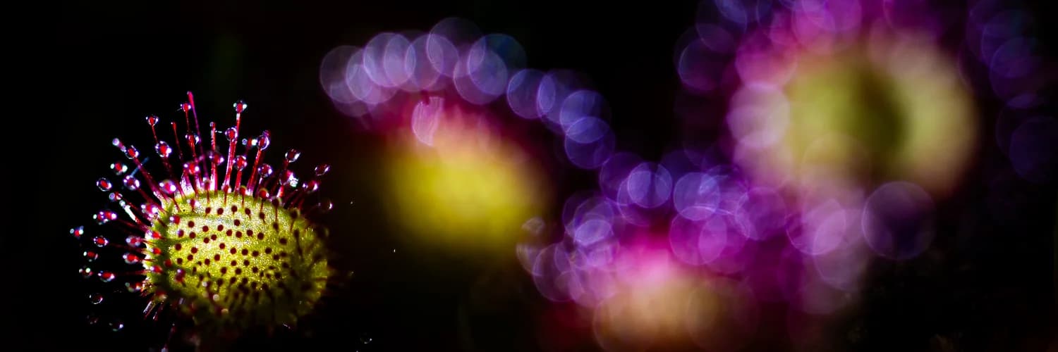 Profile banner