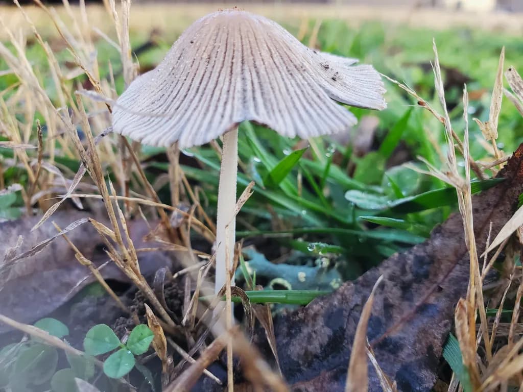 Ribbed Mushroom in Grass