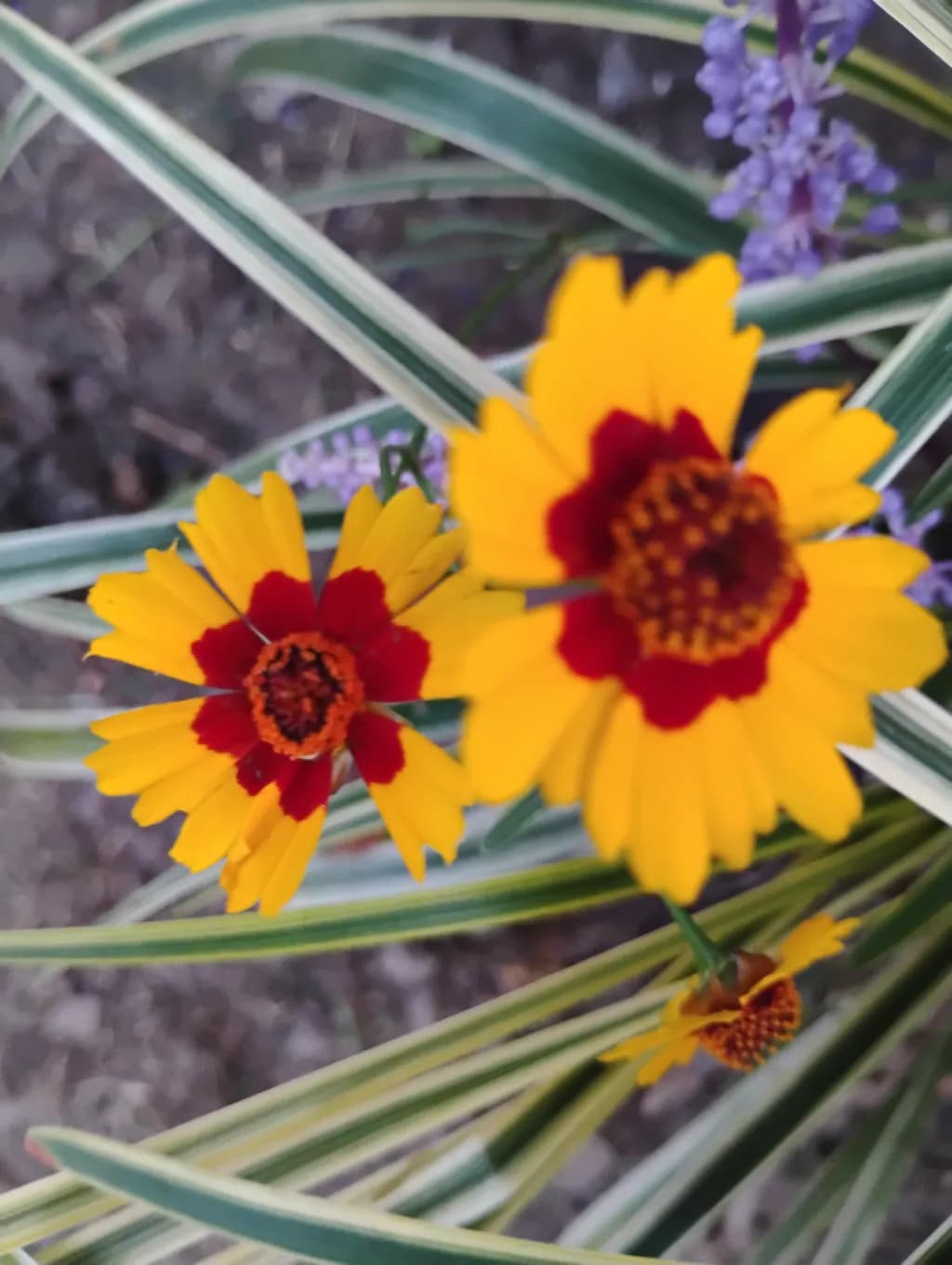 Golden Coreopsis