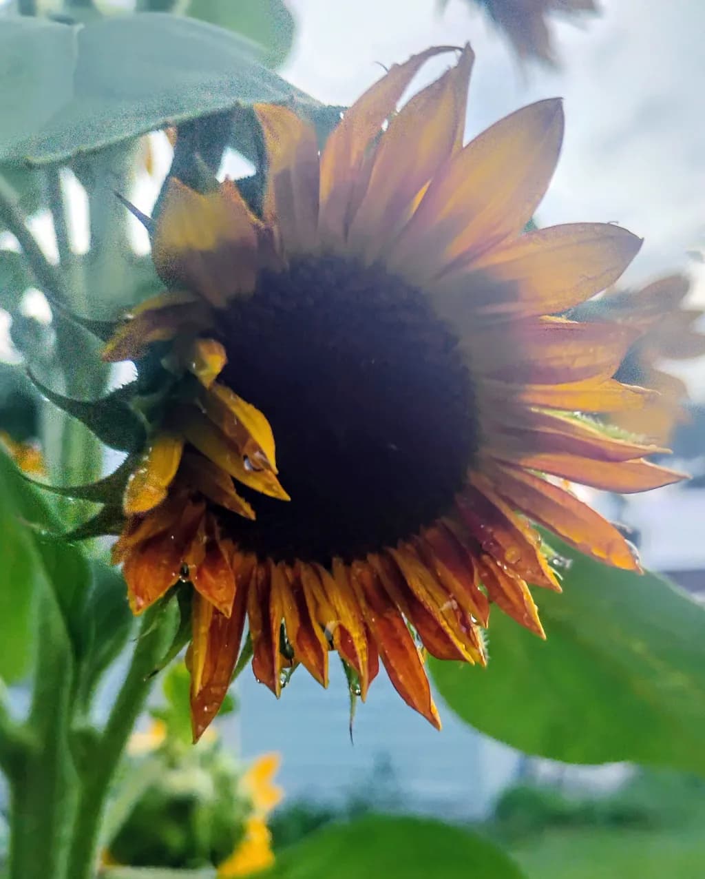 Rain-Kissed Sunflower
