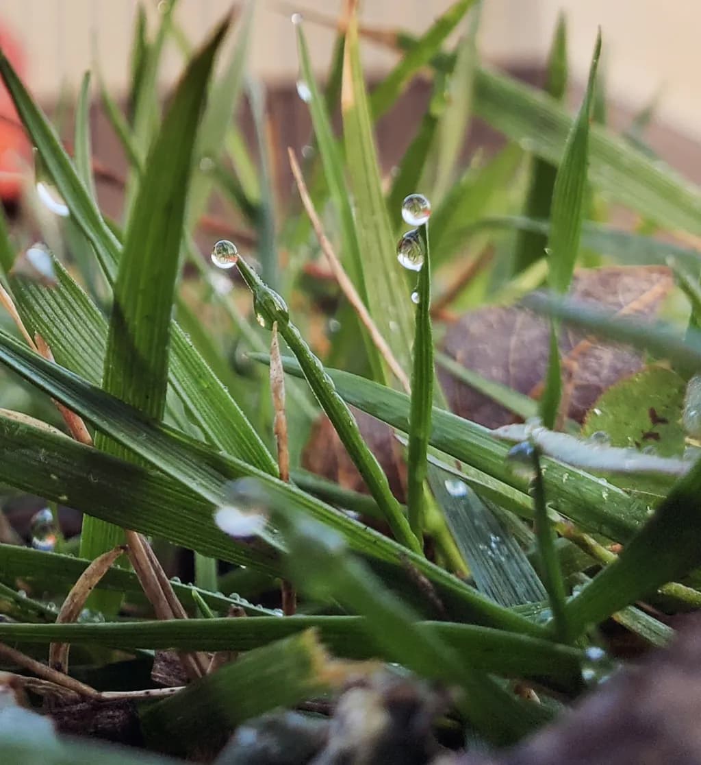 Morning Dew on Grass