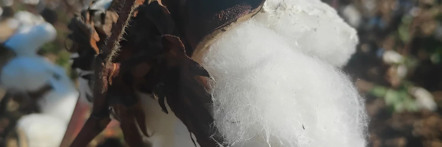 Profile banner