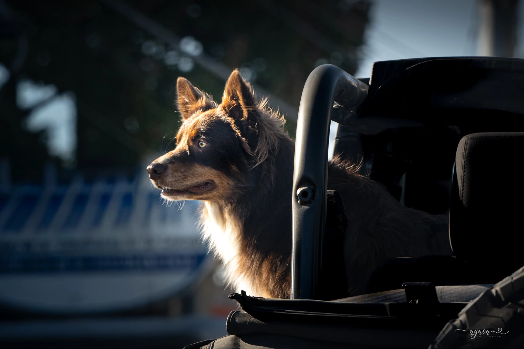 Sunlit Road Trip Dog
