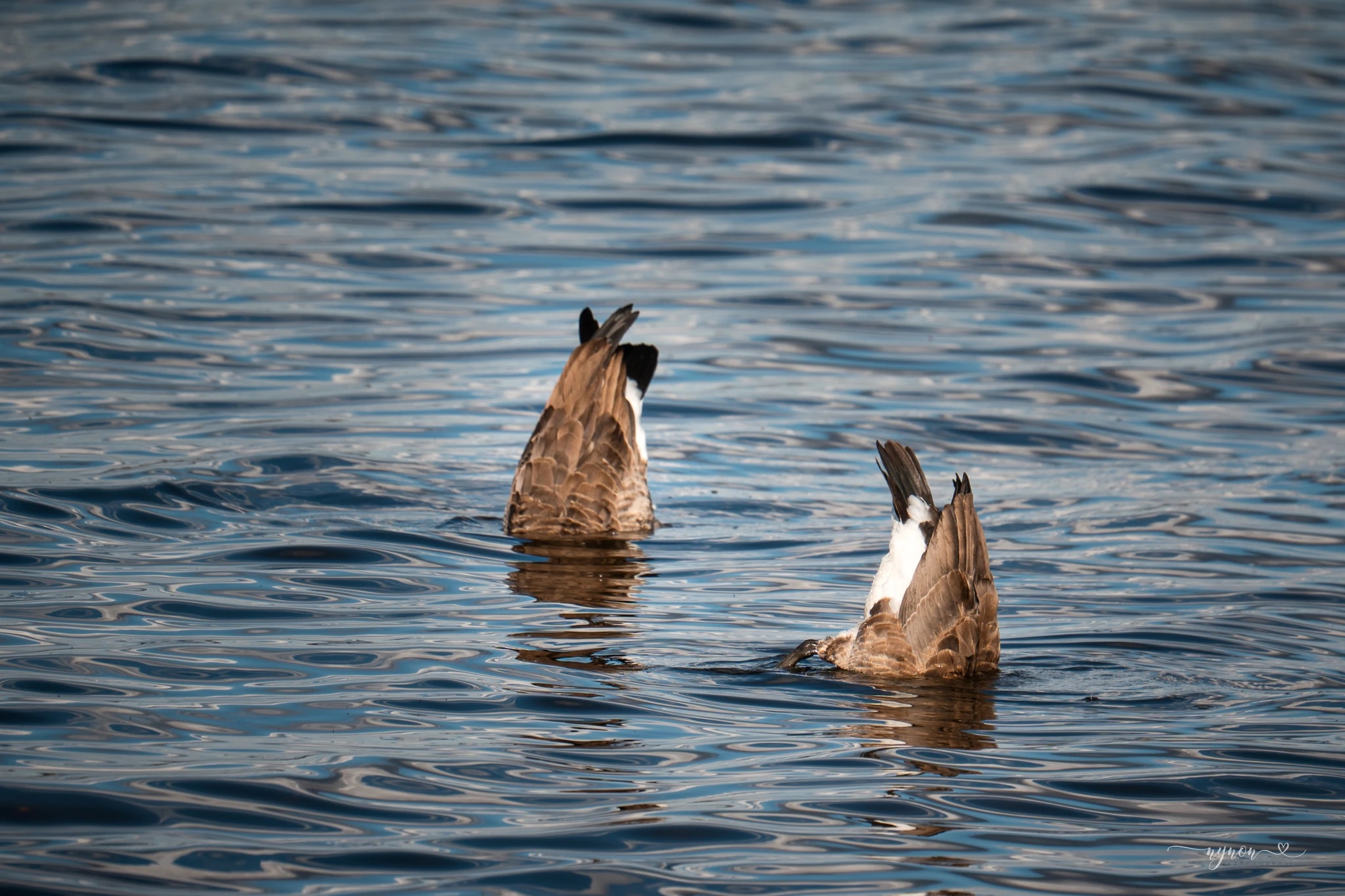 Diving Geese