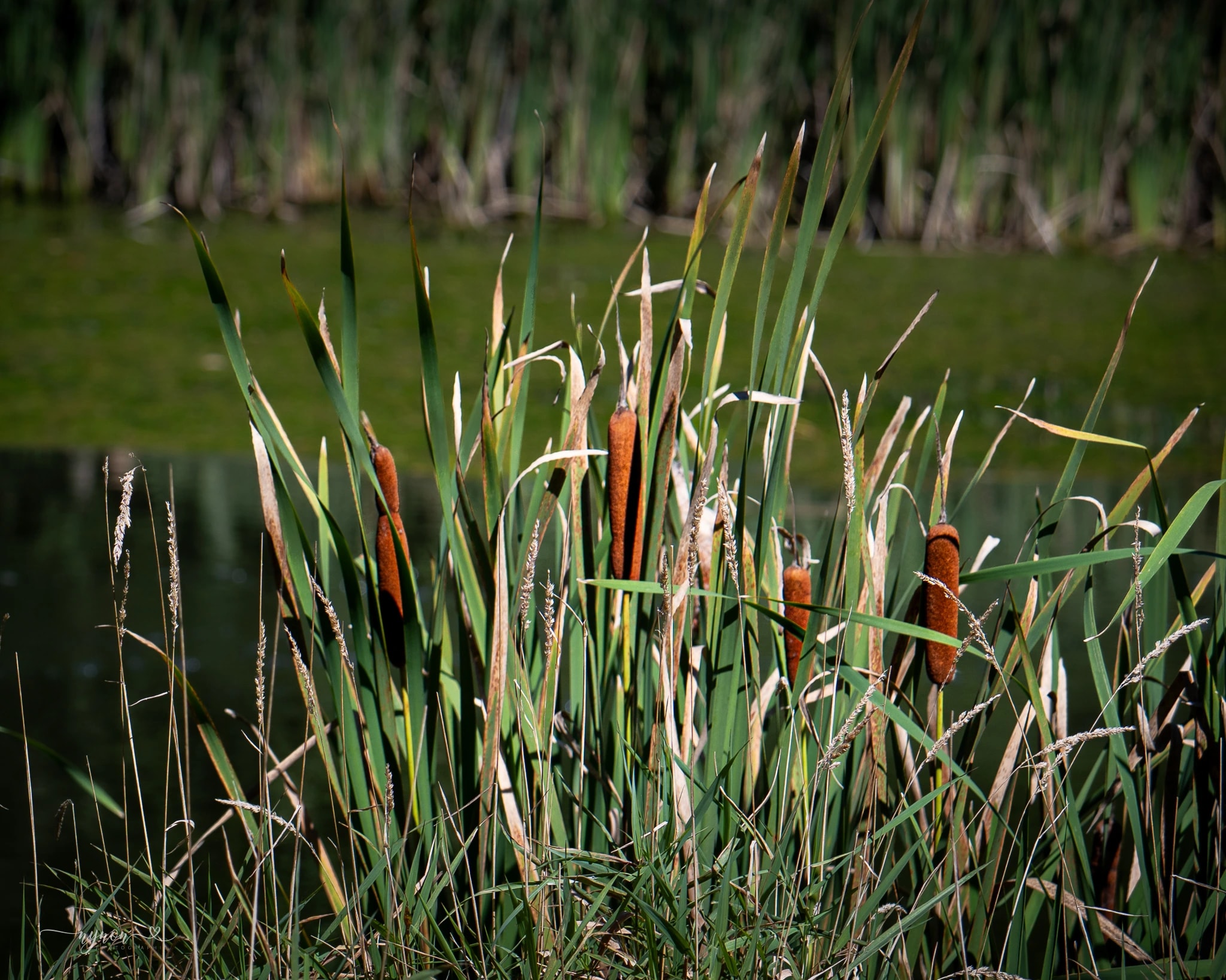 Cattails by the Pond