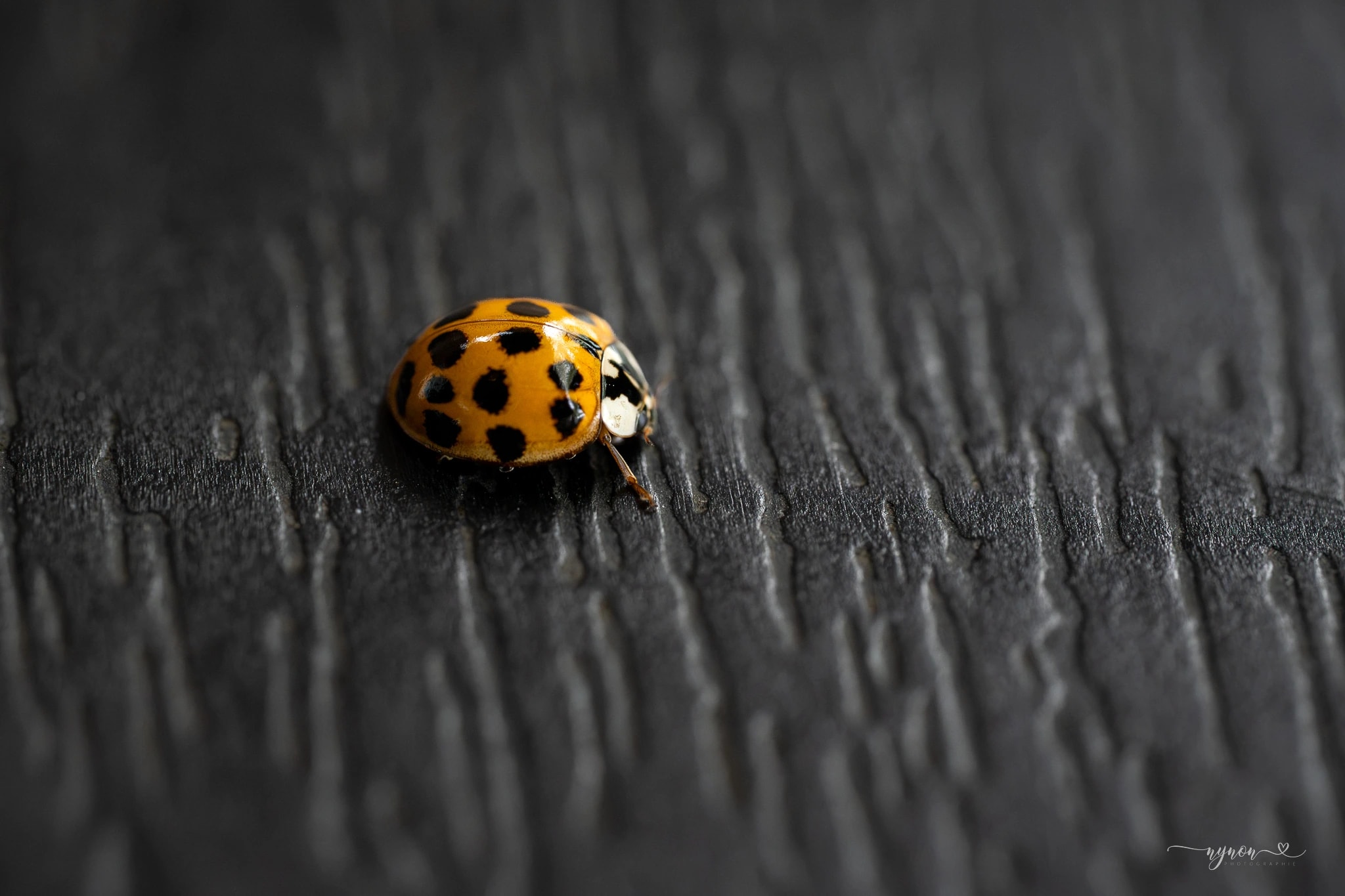 Charcoal Ladybug