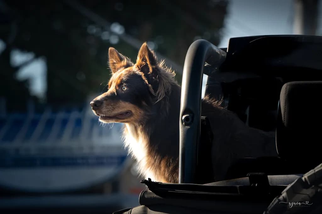 Sunlit Road Trip Dog