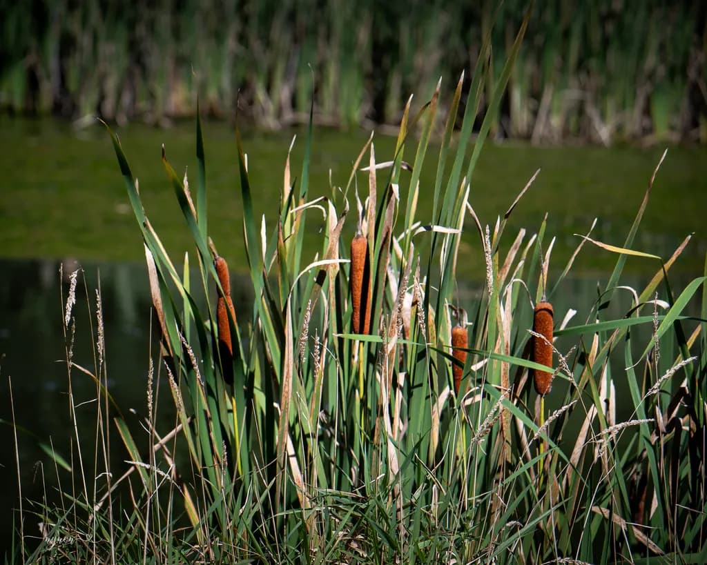 Cattails by the Pond