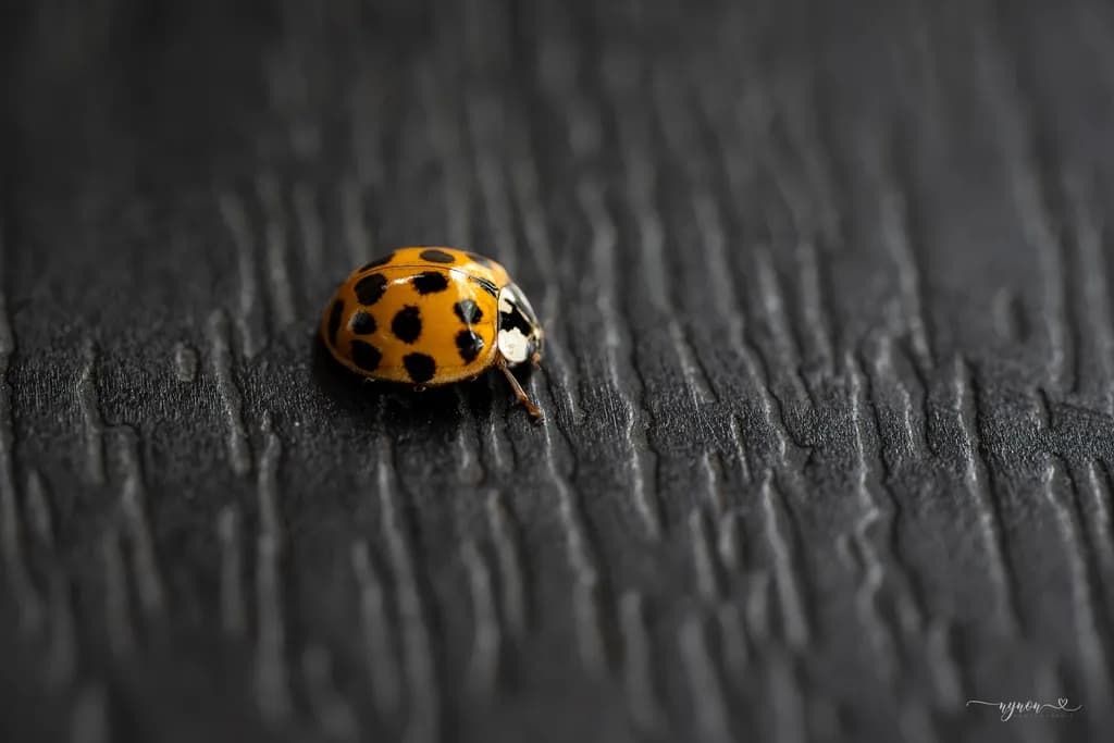 Charcoal Ladybug