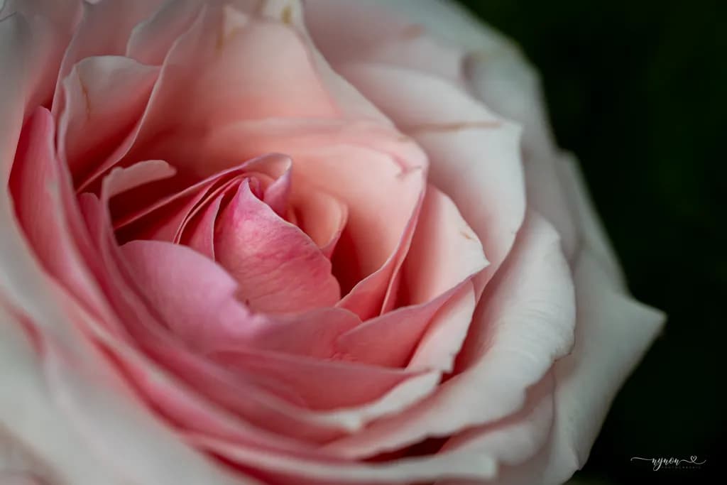 Blush Rosefold