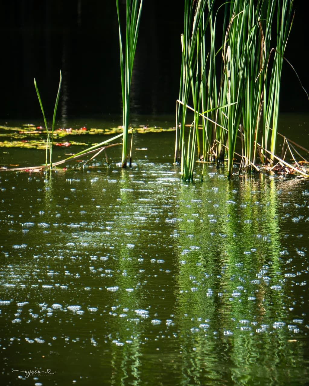 Reeds in Reflection