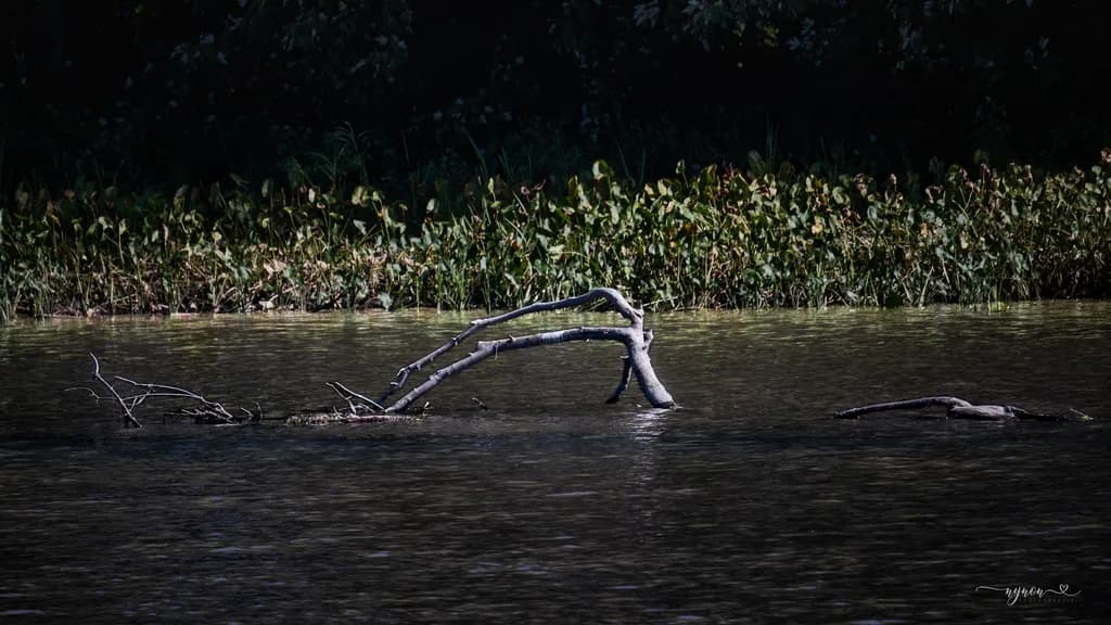 Branch in the Current