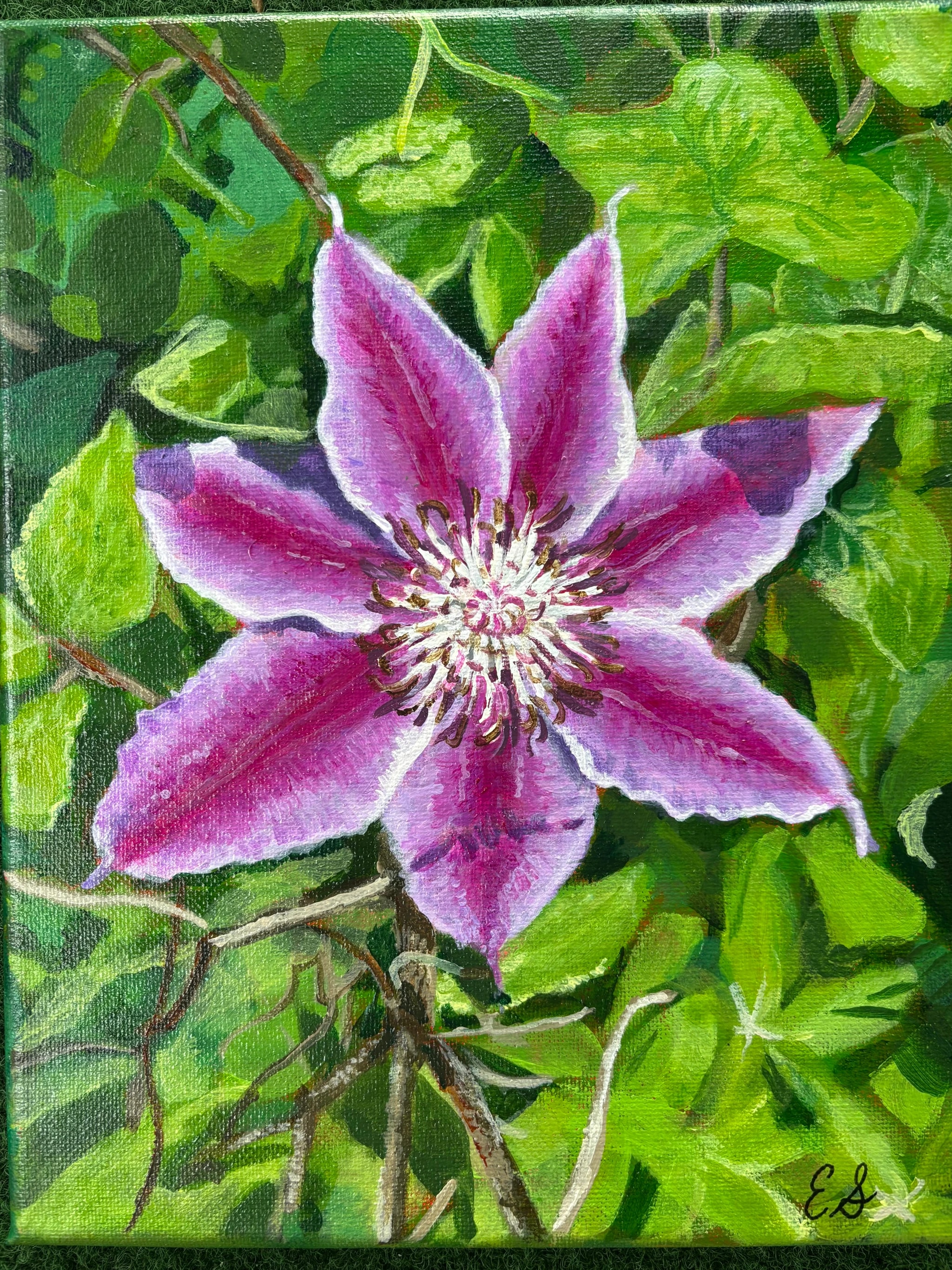 Pink Clematis