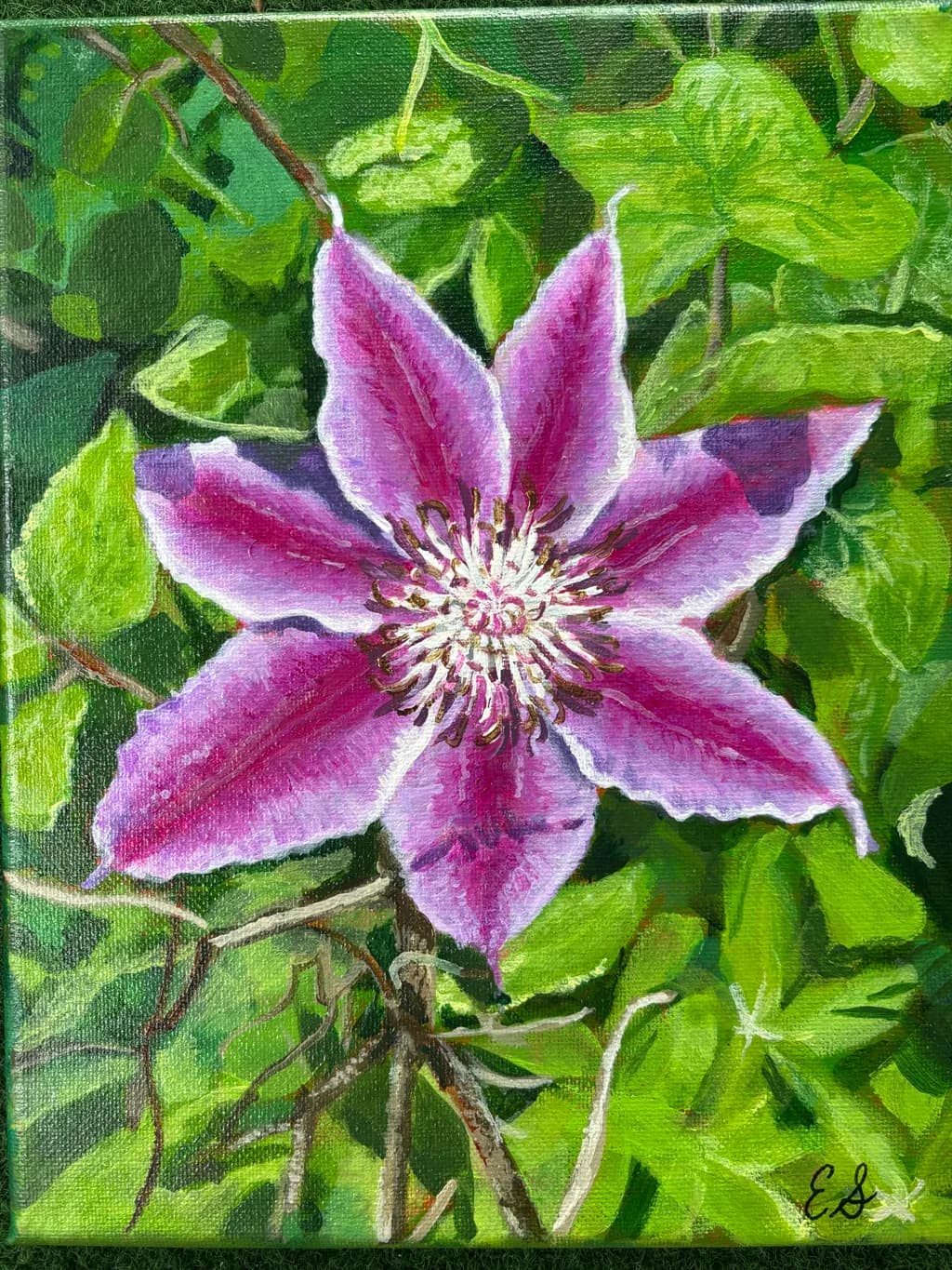 Pink Clematis