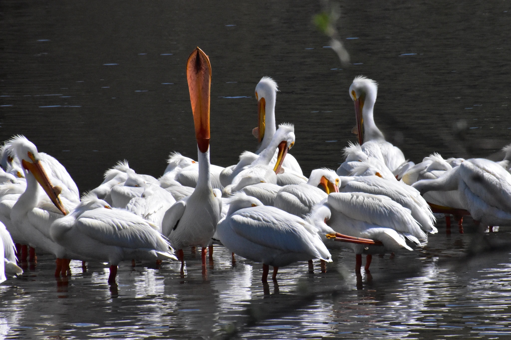 Pelican Gathering