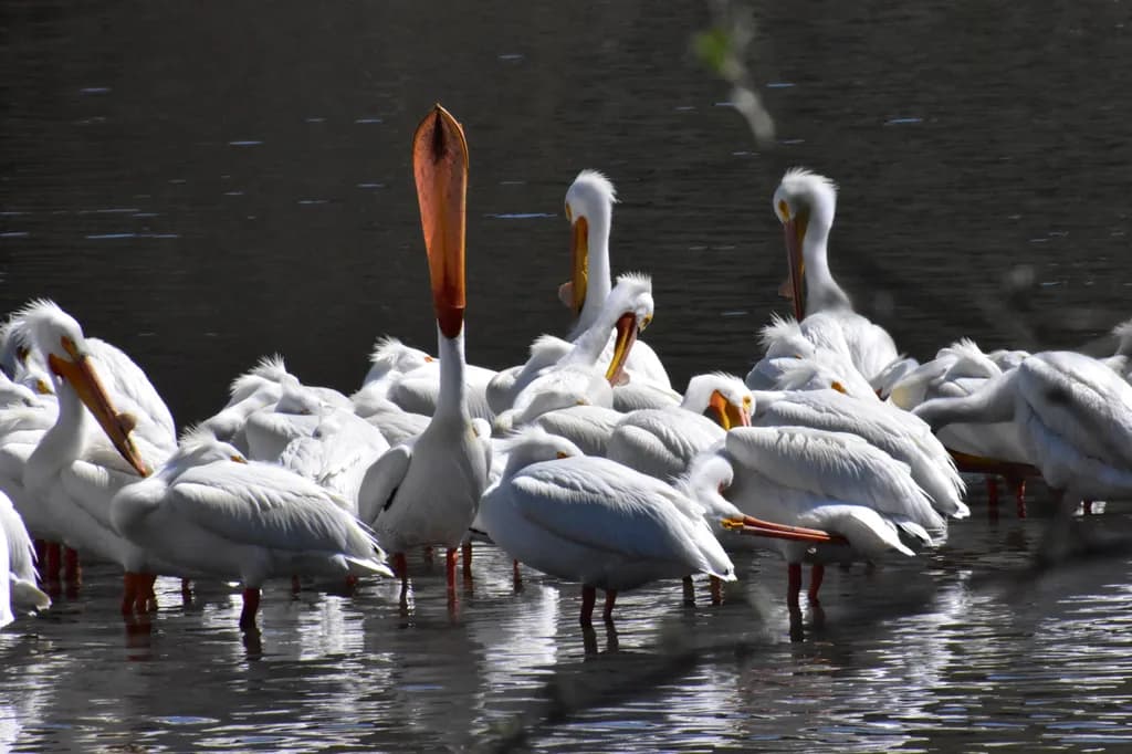 Pelican Gathering