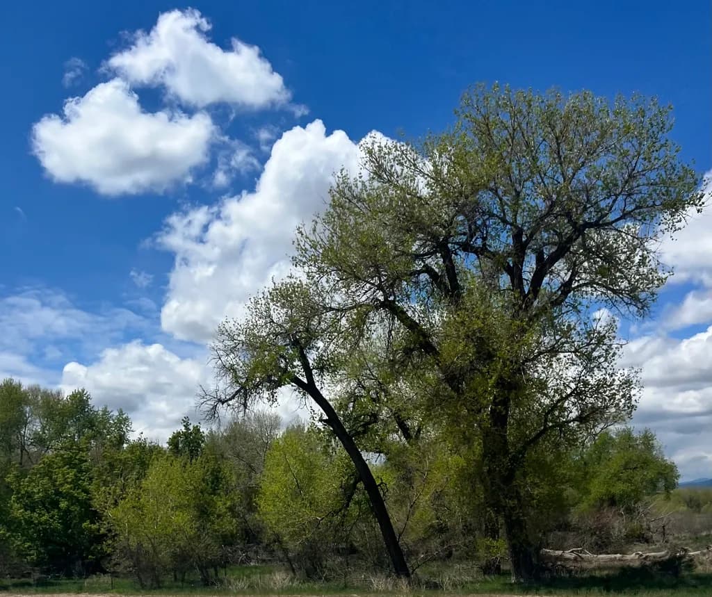 Tree Beneath Blue Skies