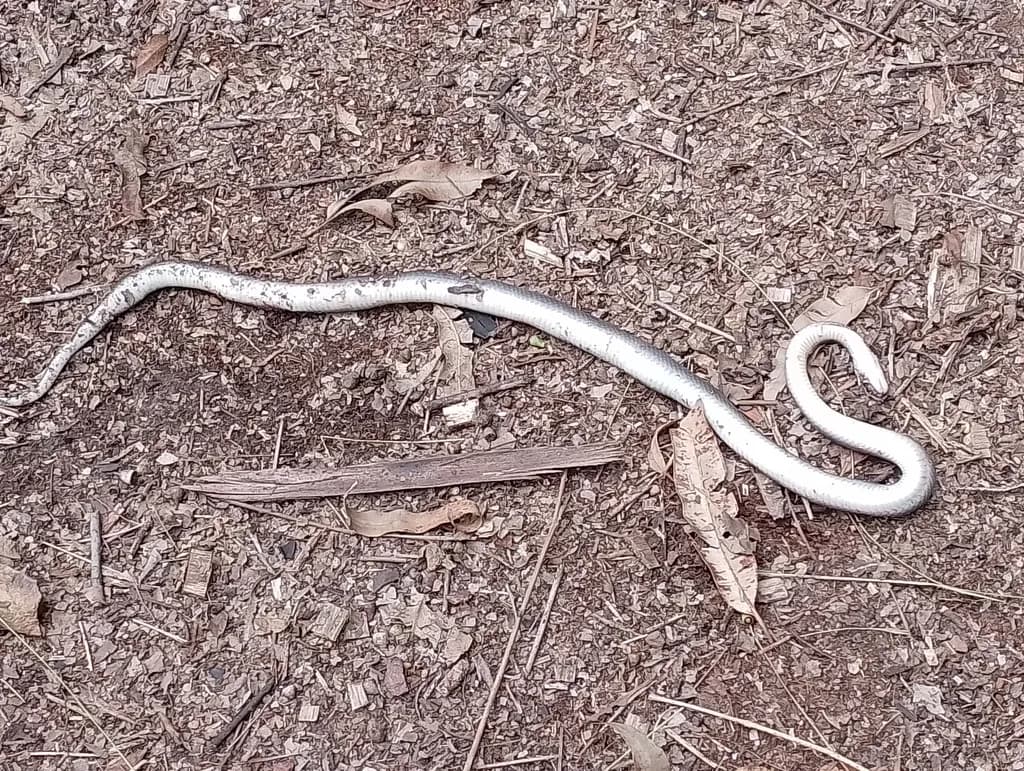 Pale Snake on Forest Floor