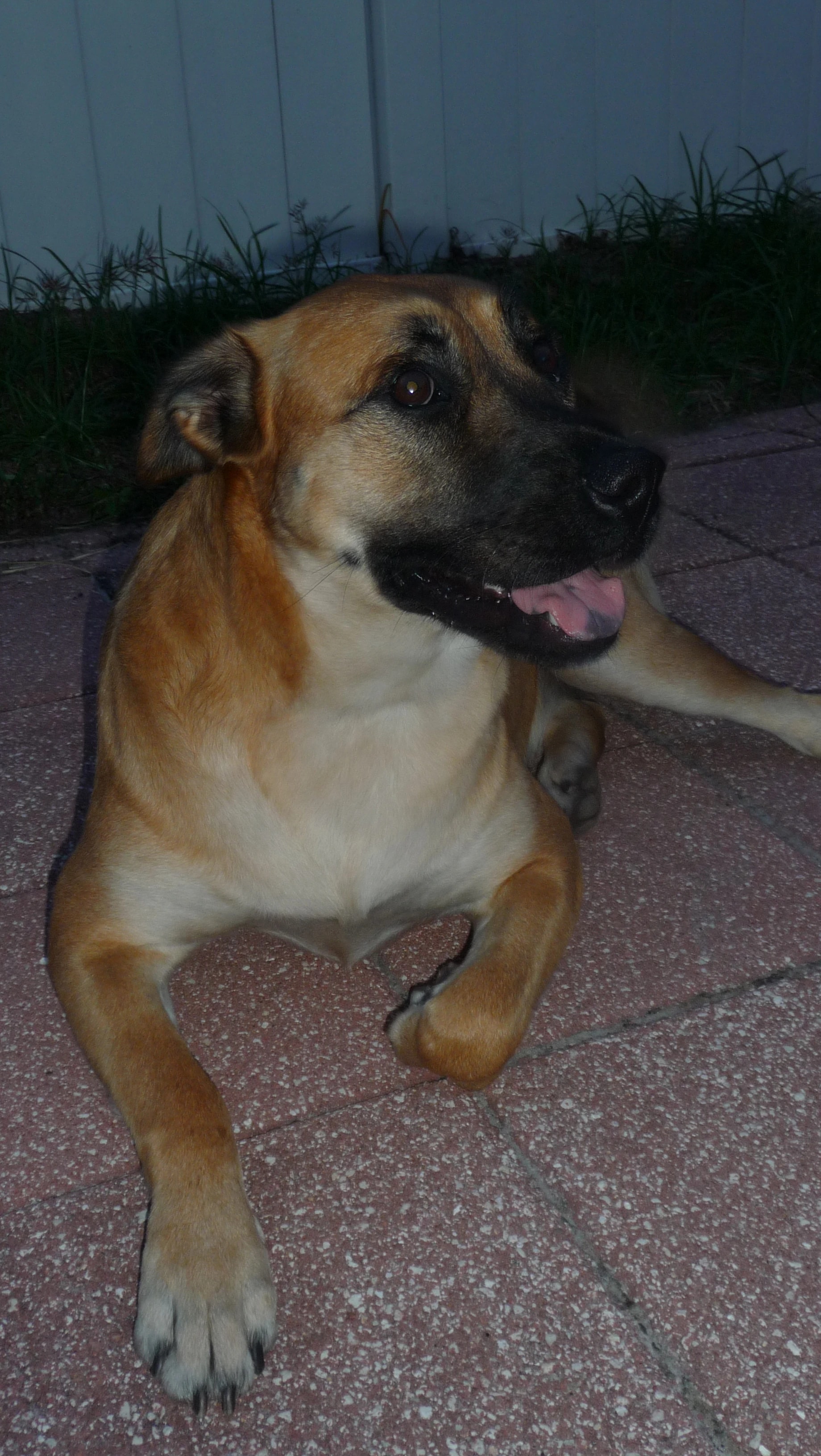 Playful Patio Dog