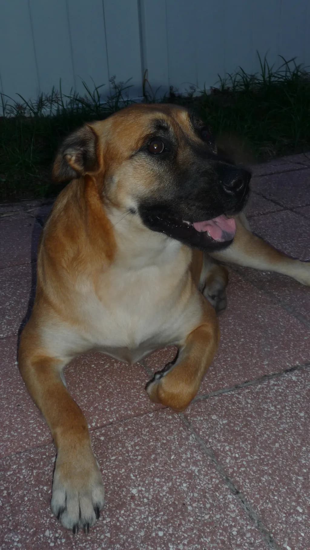 Playful Patio Dog