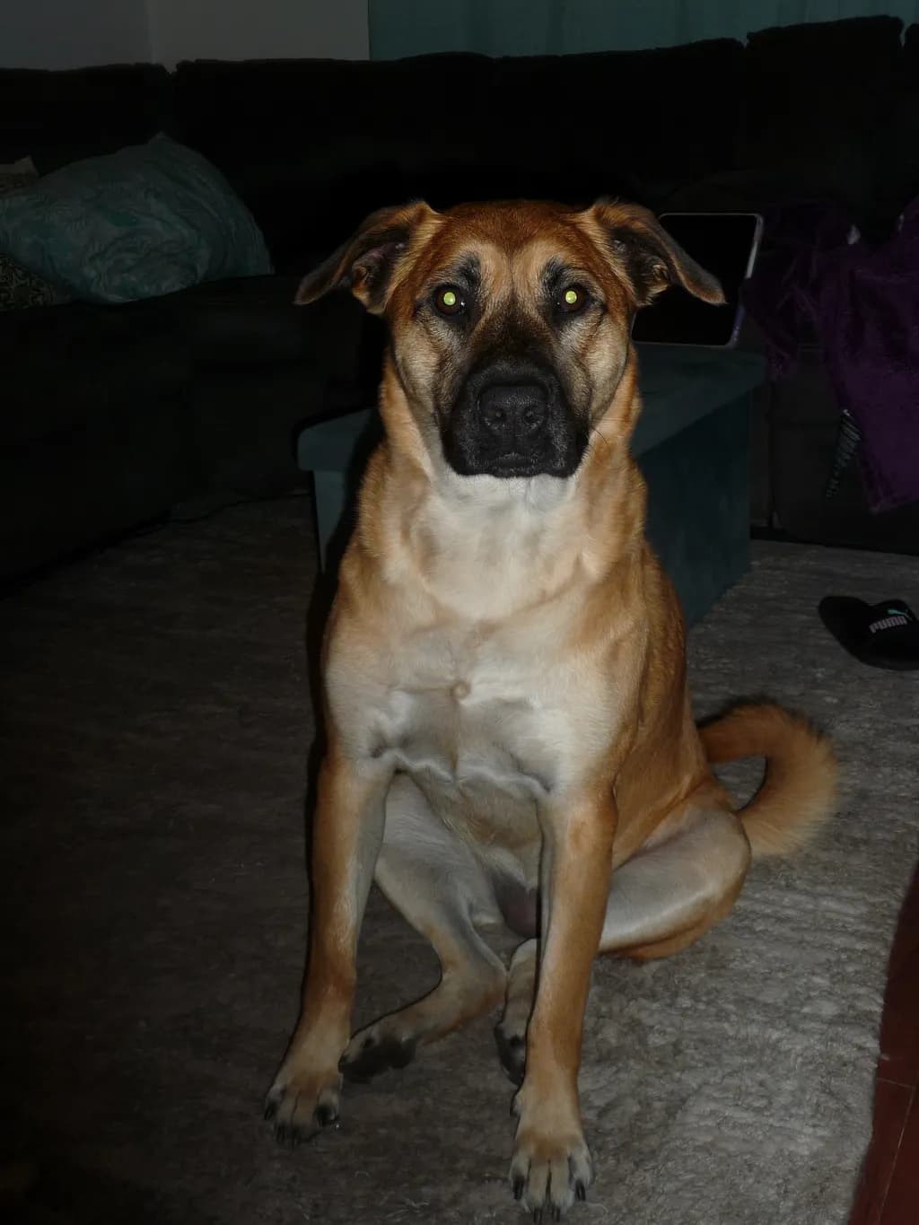Living Room Sentinel