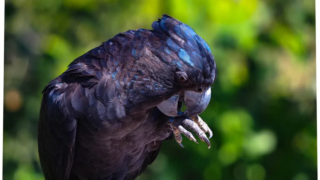 Black Cockatoo