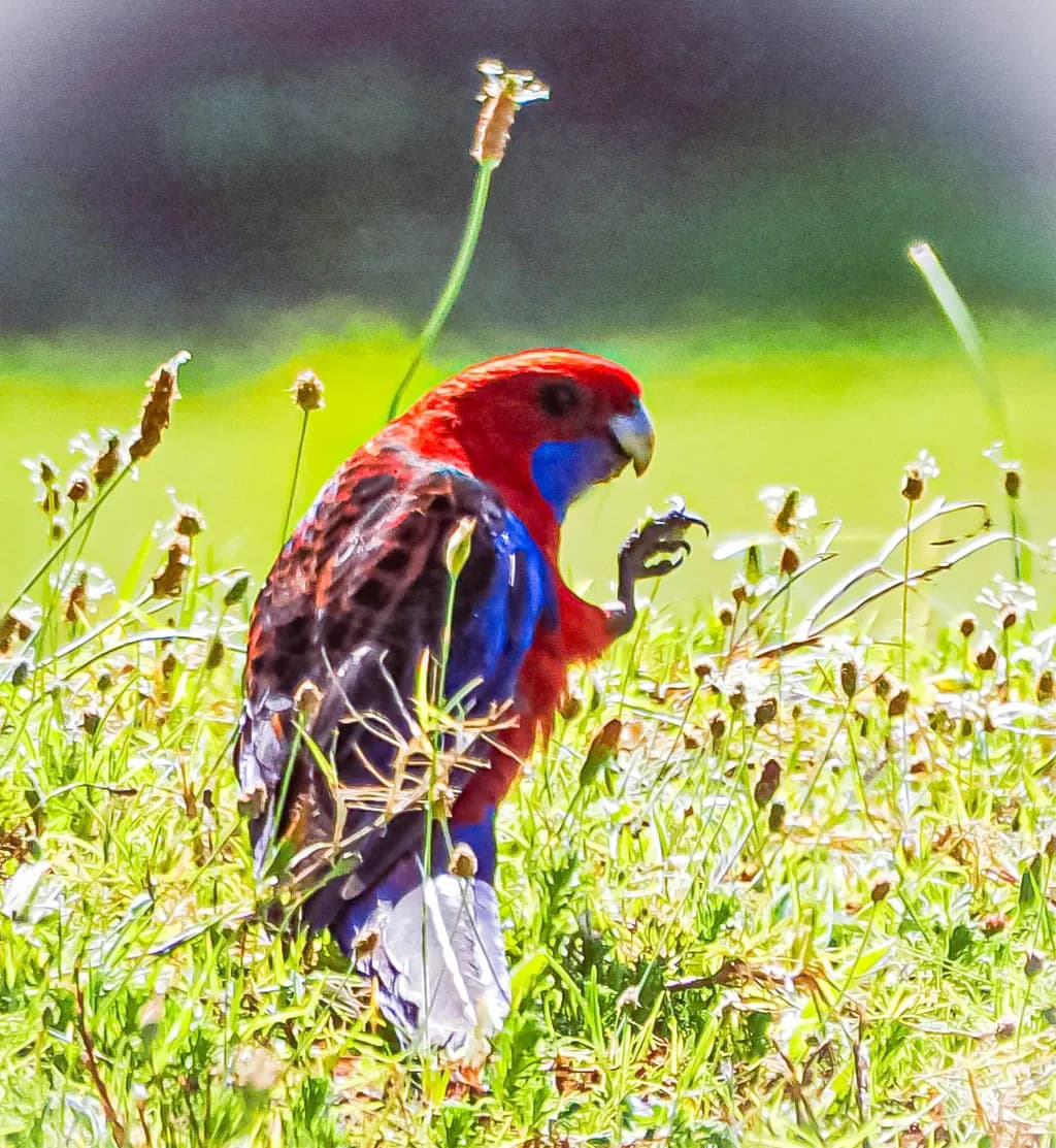 Crimson Rosella