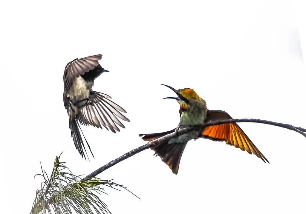Battle mid-air - Willie wagtail & Rainbow bee-eater