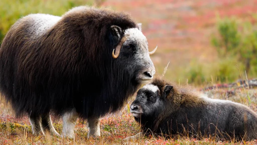 Under Mum's Watchful Gaze