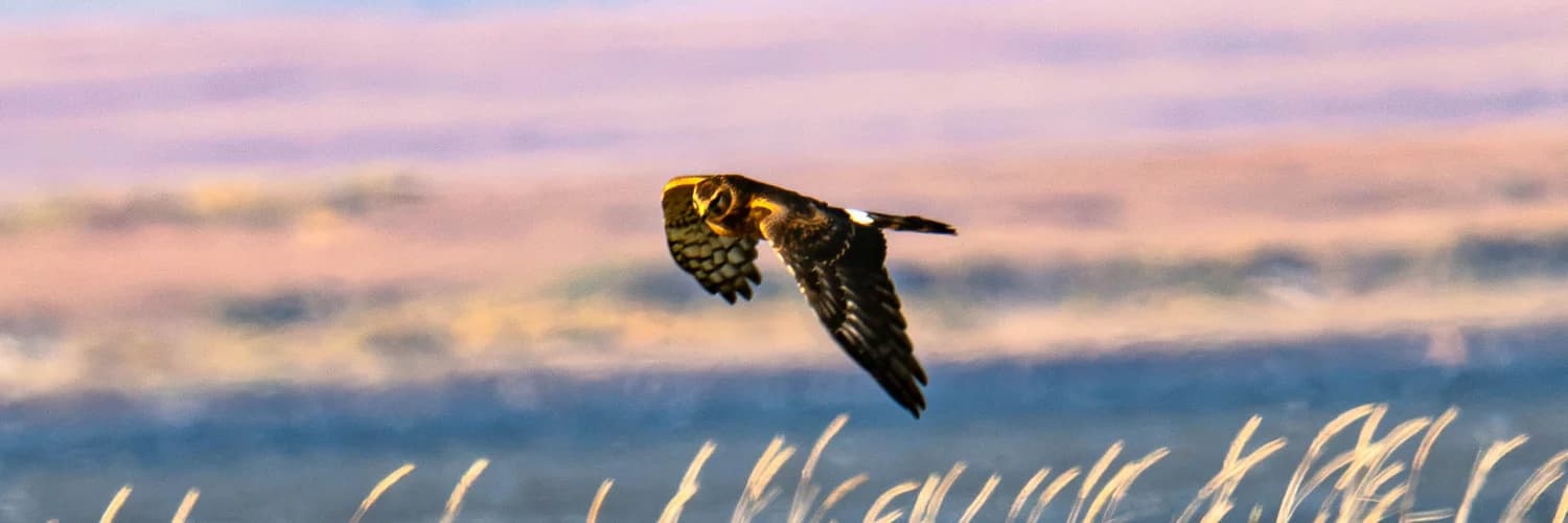 Profile banner
