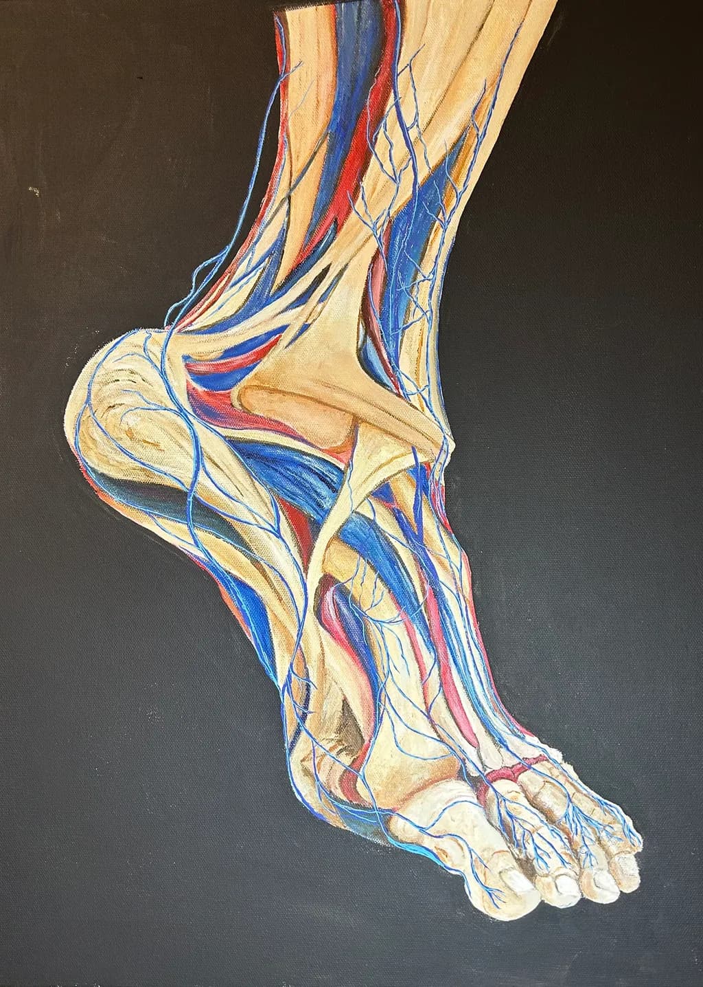 Foot Anatomy