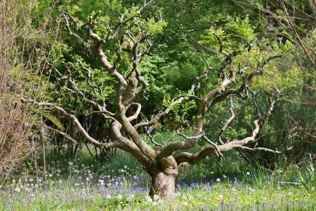 Whispers of Nature: The Twisted Elegance of a Resilient Tree in Bloom