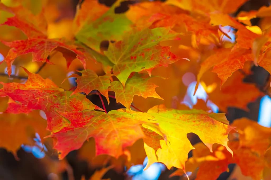 Autumn's Embrace: A Symphony of Colorful Maple Leaves in Golden Light