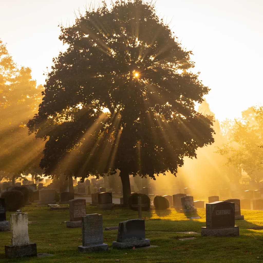 Whispers of Serenity: Sunlight Filtering Through the Misty Graveyard Tree