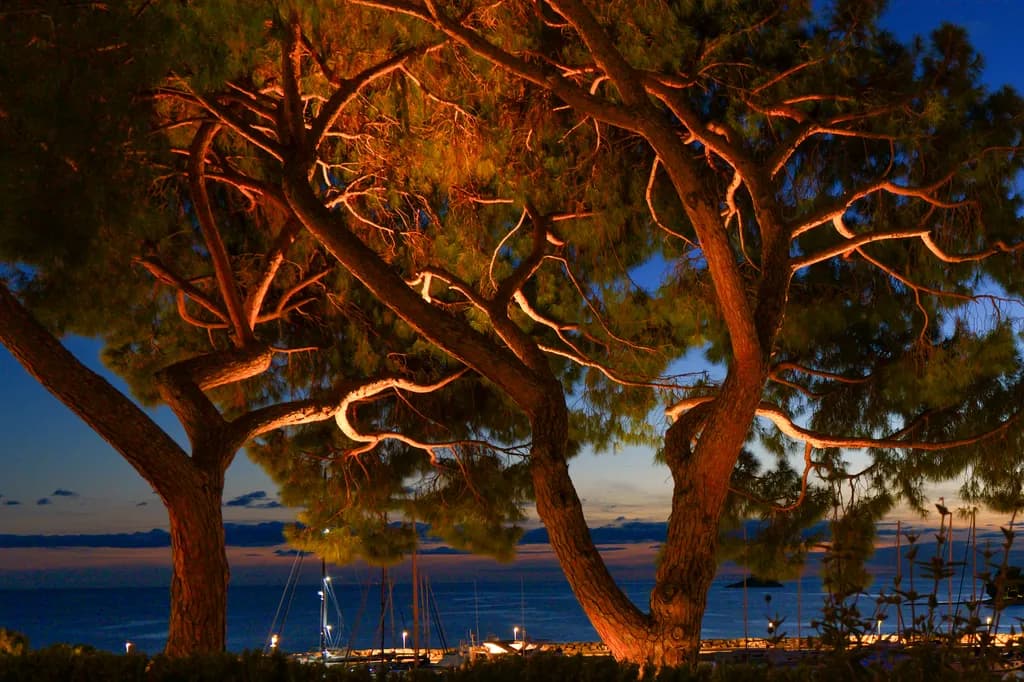 Whispers of Twilight: Illuminated Pines by the Sea