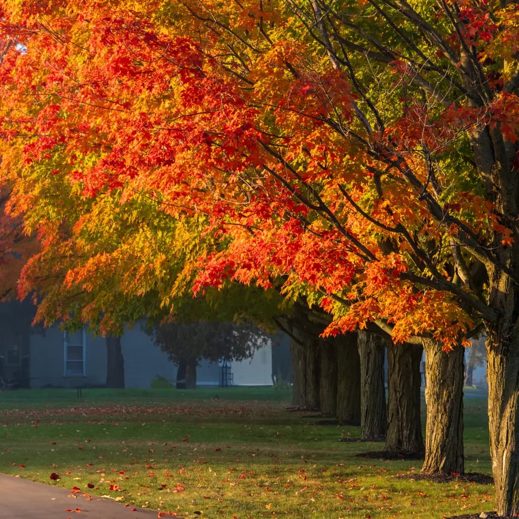Autumn's Embrace: A Vibrant Tapestry of Colorful Leaves and Tranquil Trees