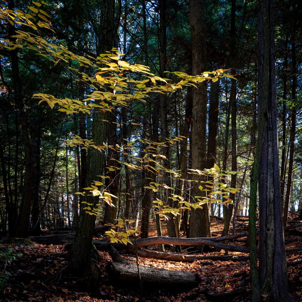 Whispers of Autumn: Golden Leaves Amidst the Forest Shadows