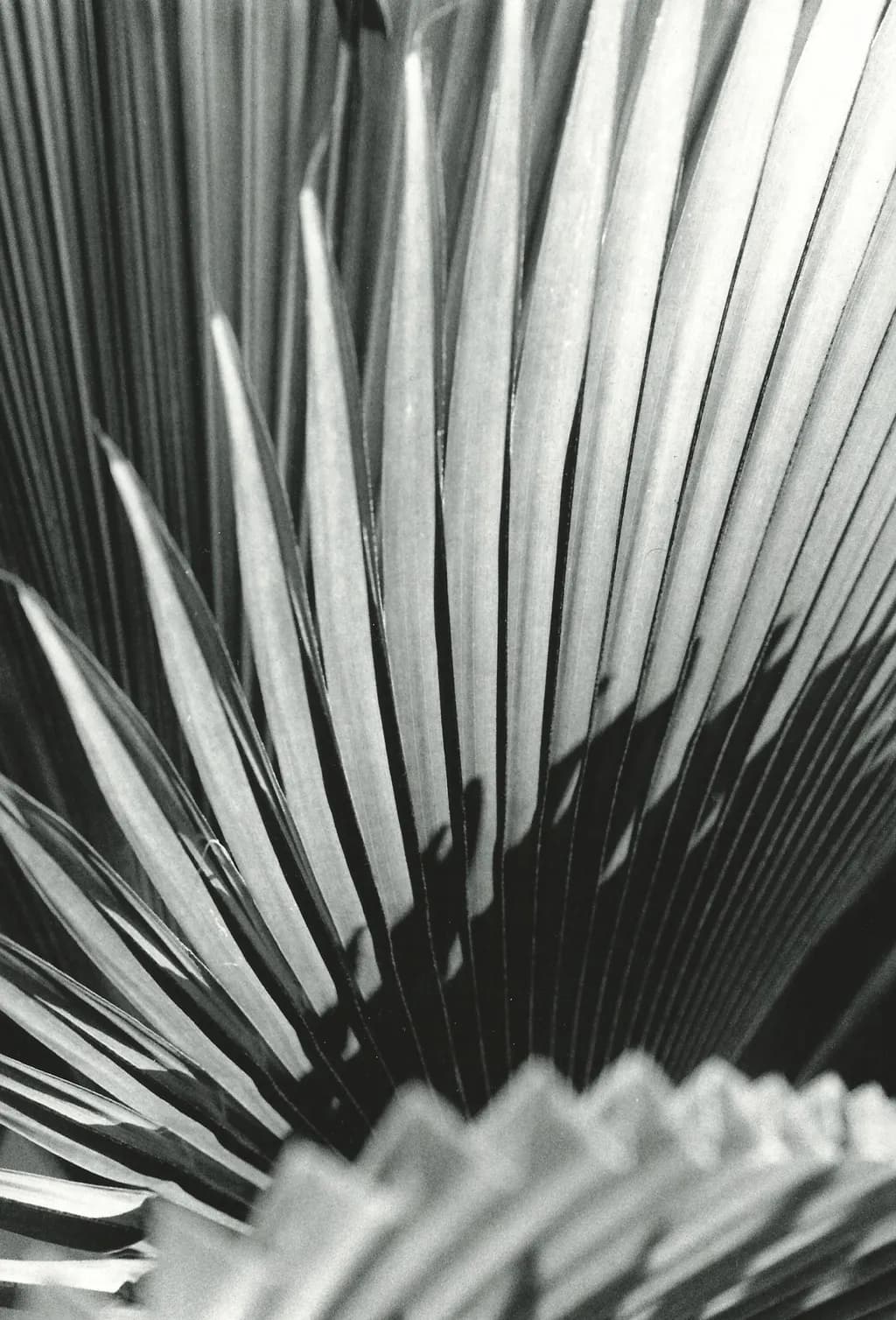 Monochrome Leaves