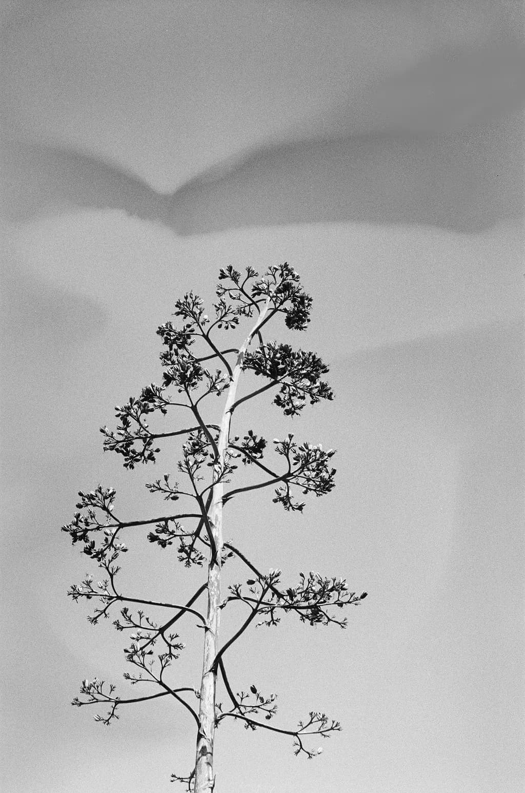 Shadowed Growth