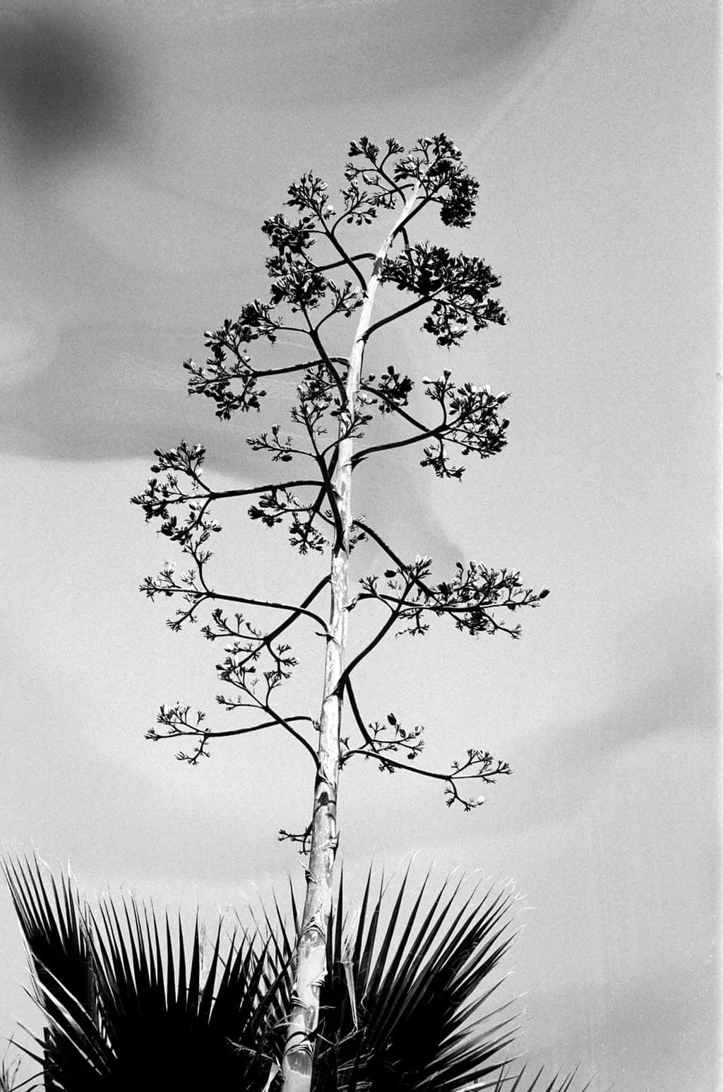 Agave Silhouette