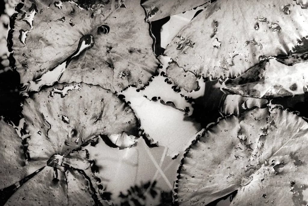 Lily Leaf Textures